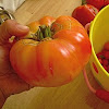 Hillbilly potato leaf tomato