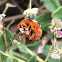 Cucurbit Ladybird