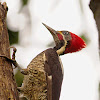 Male Lineated Woodpecker