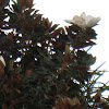 Magnolia (first flower)
