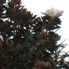Magnolia (first flower)