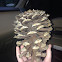 Long leaf pine cone