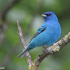 Indigo Bunting