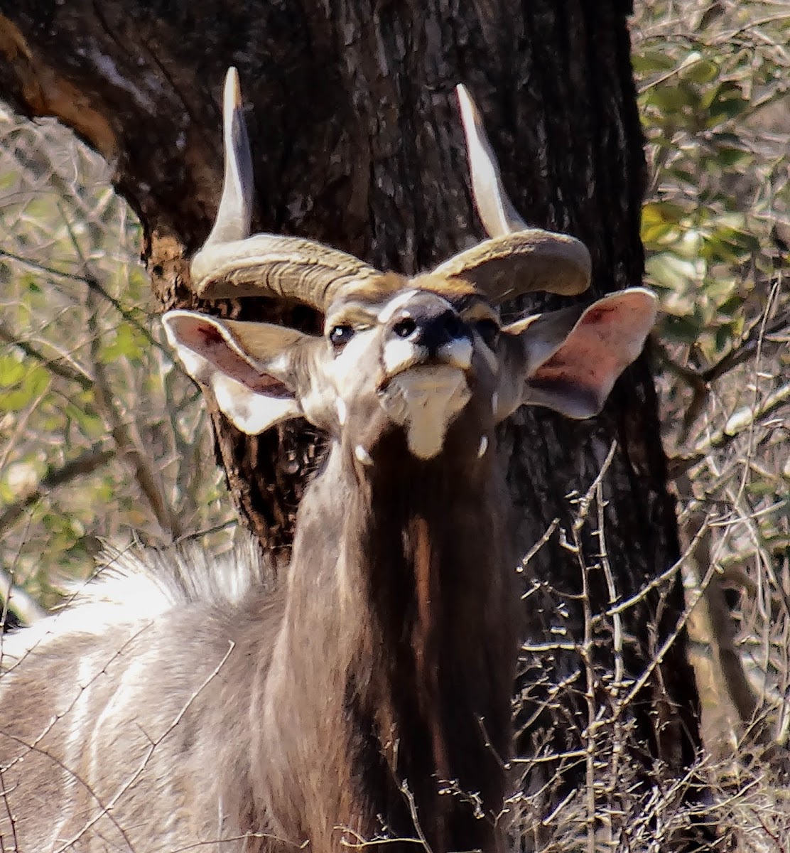 Nyala Antelope (male)