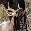 Nyala Antelope (male)
