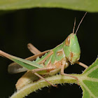 Admirable grasshopper (female)