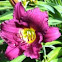 Purple Day Lilly