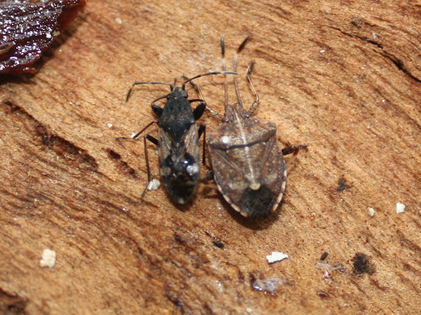 Seed bug | Project Noah