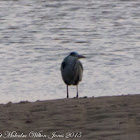 Grey Heron