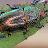 Golden stag beetle (F)
