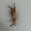 Fir Tussock moth caterpillar