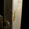 Thermometer Cricket
