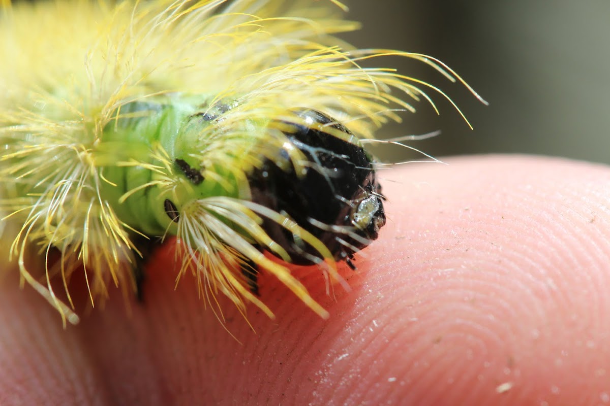 American Dagger Moth caterpillar