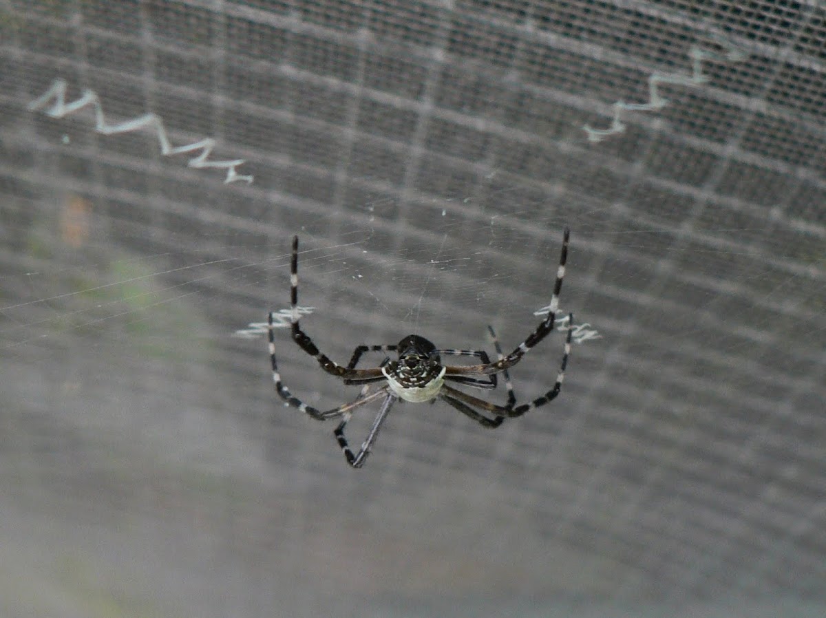 Silver garden spider