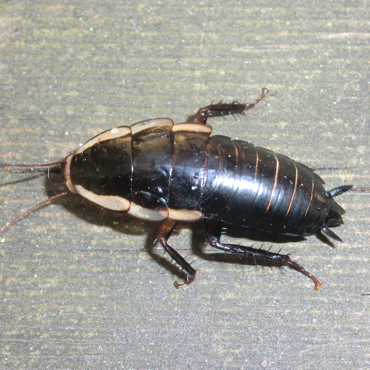 Shining cockroach
