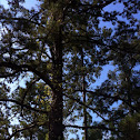 Long-leaf pine