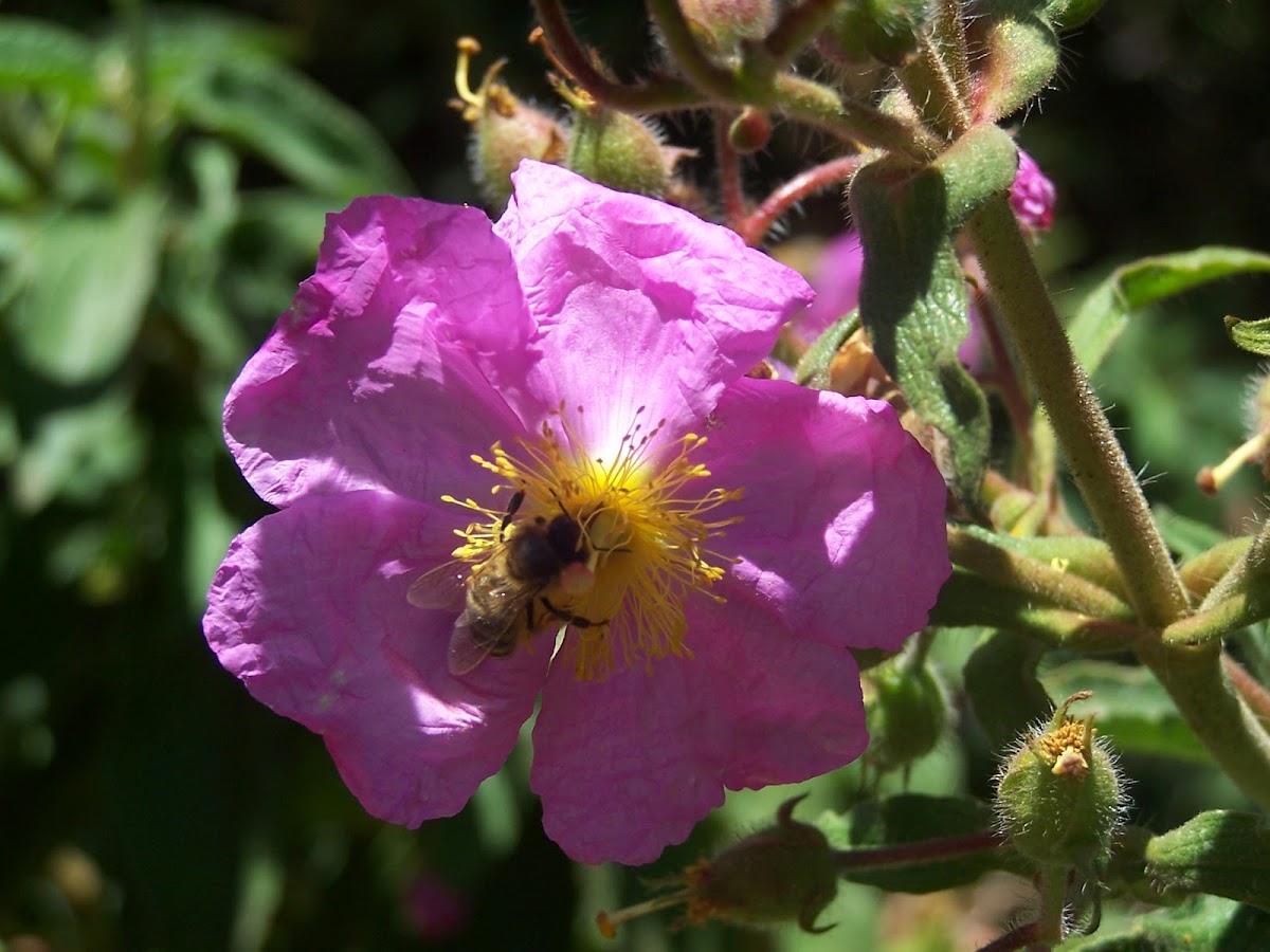 The western honey bee or European honey bee