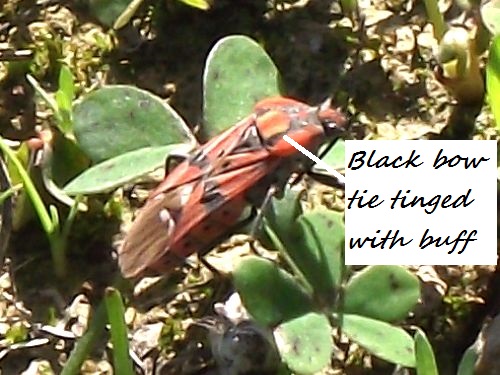 Pistachio Red Bug
