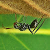 Ant-mimicking Bug