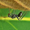 Ant-mimicking Bug