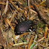 European ground beetle