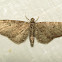 Pug moth