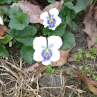 Violets (Viola)