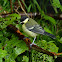 Great tit