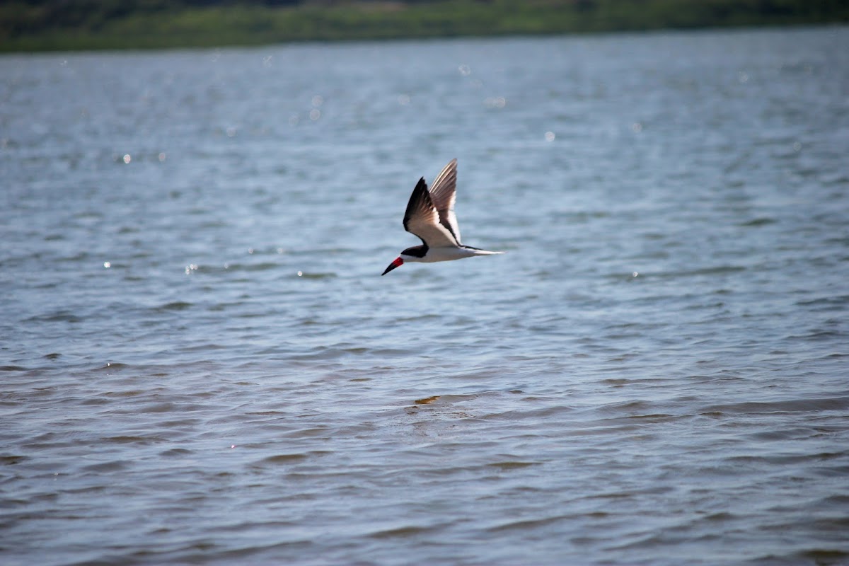 Black Skimmer