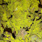 Gold Dust Lichen