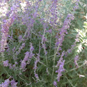 Russian sage