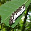 Parasited Sphinx moth