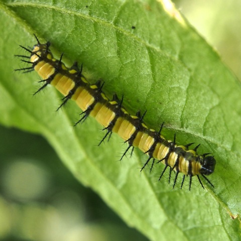 Acraea caterpillar