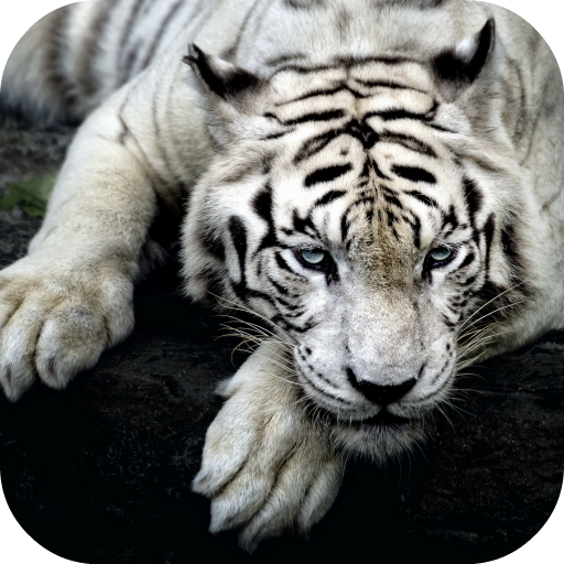 White Tiger Live Wallpaper 個人化 App LOGO-APP開箱王