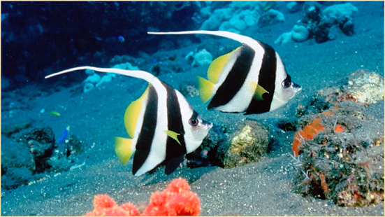 水族館和魚