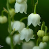 Lily Of The Valley