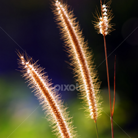 Reed Flower by A Friyana Wiradikarta - Flowers Flowers in the Wild
