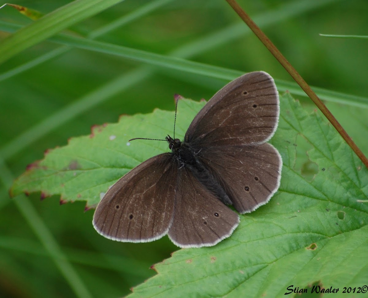 Ringlet