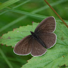 Ringlet