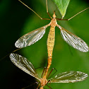 Crane flies (mating)