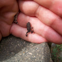 Baby Gulf Coast Toad