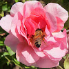 Western Honey Bee in Old Rose