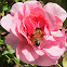 Western Honey Bee in Old Rose
