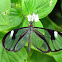 Glasswings butterfly