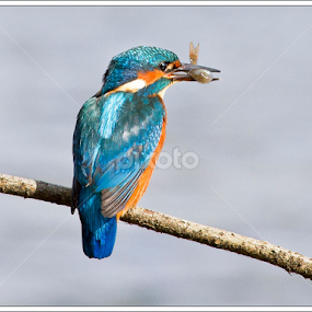 by Marlene Finlayson - Animals Birds