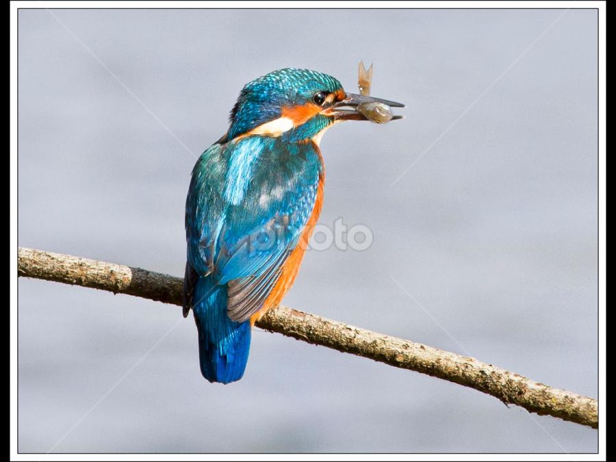 by Marlene Finlayson - Animals Birds