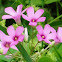 Windowbox Woodsorrel