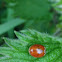 10-spot Ladybird