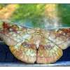 Chinese Tasar Oak Moth~