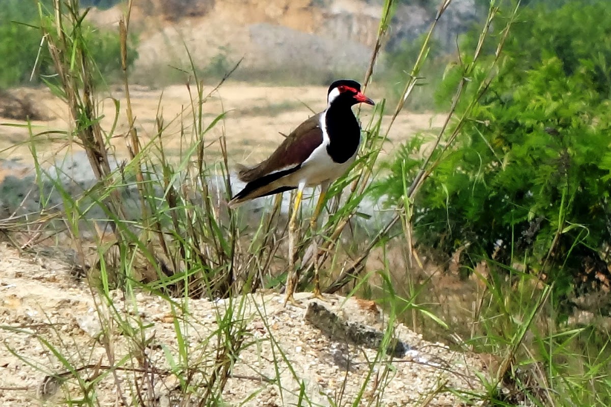 Red-wattled Lapwings